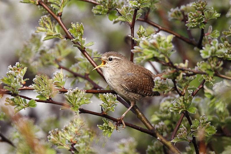 Singing Wren