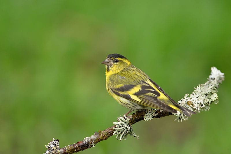 Siskin