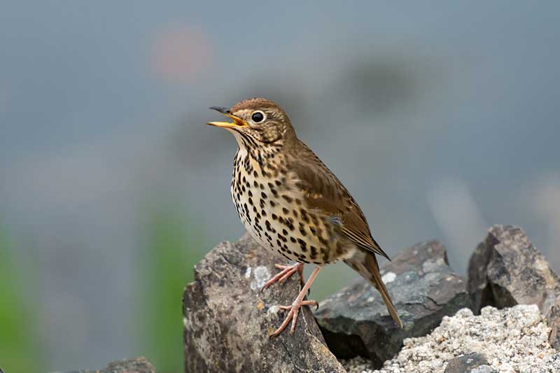 Song Thrush