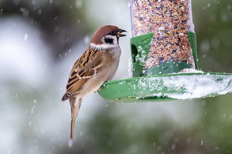 Sparrow At Bird Feeder