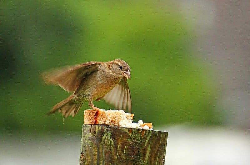 Sparrow Eating Bread