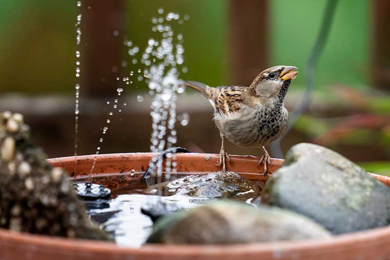 Spattow On A Bird Bath