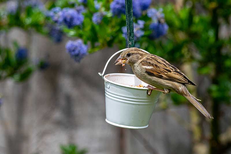 Sparrow Feeding
