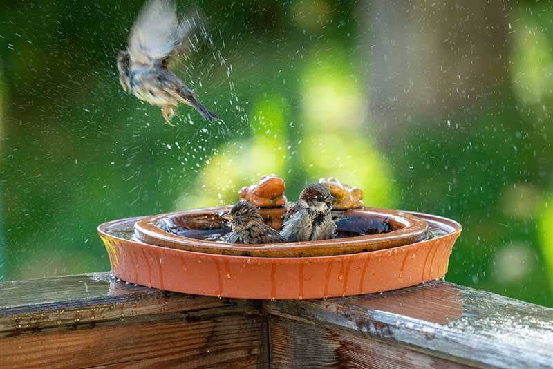 Sparrows In A Bird Bath