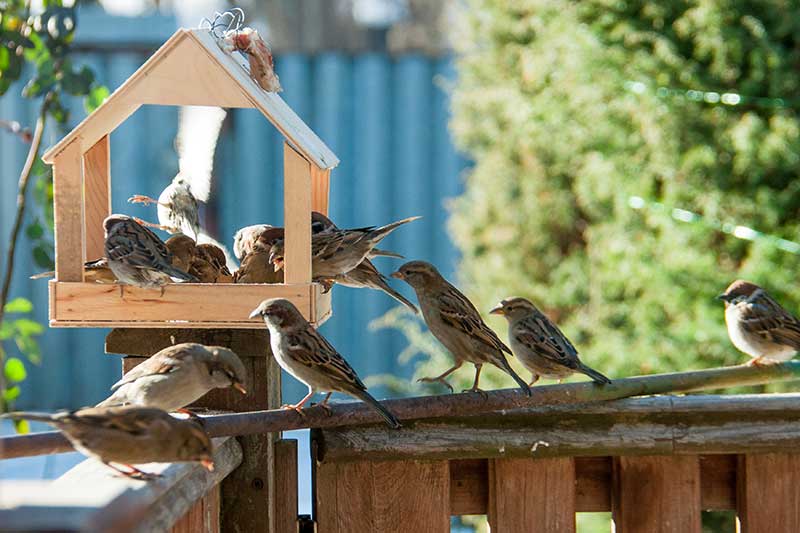 Sparrows Bird Table