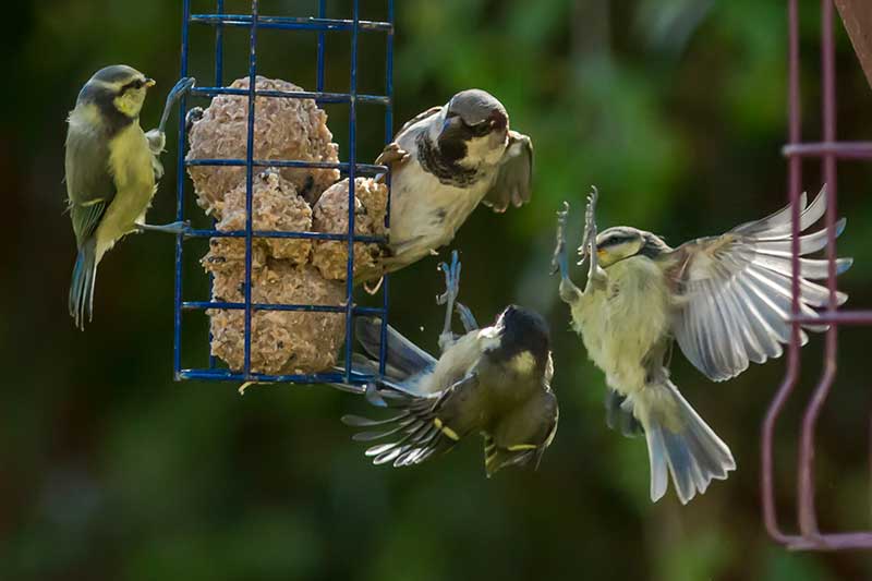 Birds At A Bird Feeder