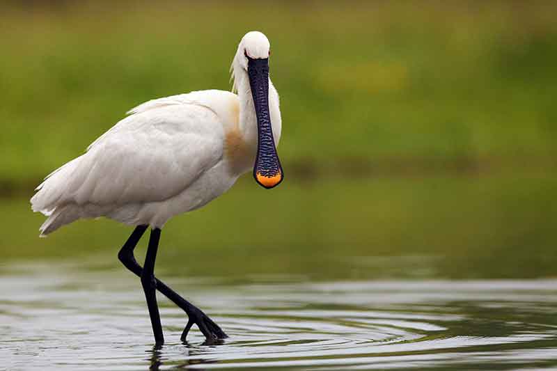 Spoonbill