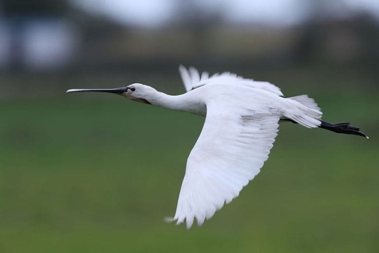 Spoonbill | Identification Guide | Bird Spot