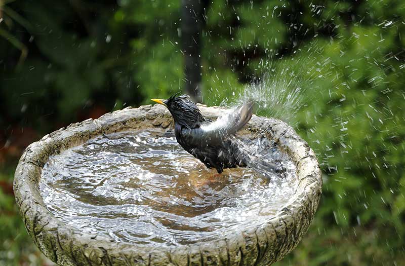 Starling On A Bird Bath