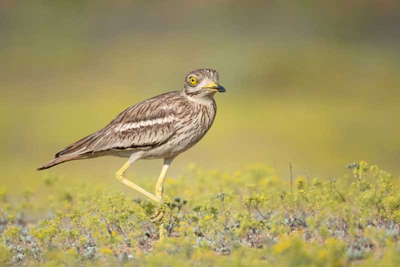 Stone Curlew