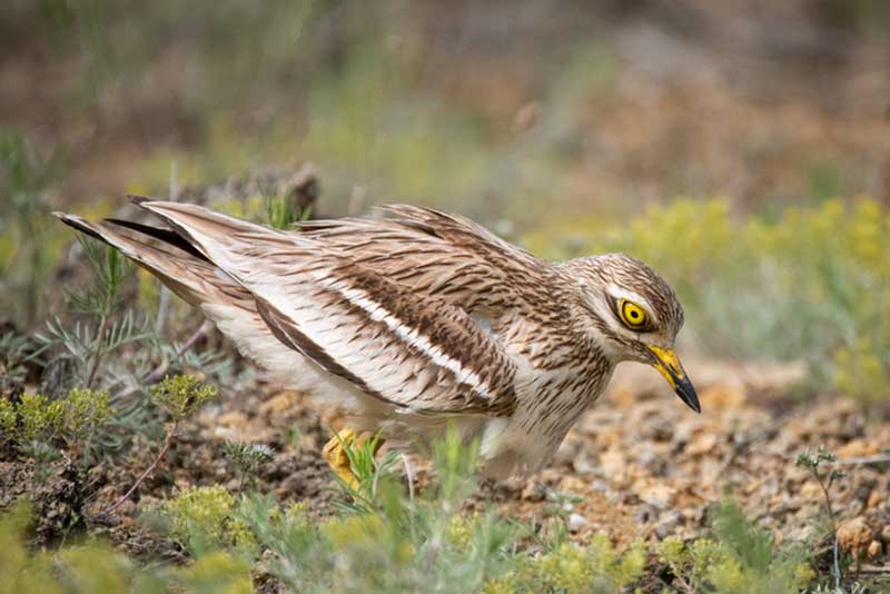 Stone Curlew