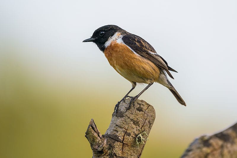 Stonechat