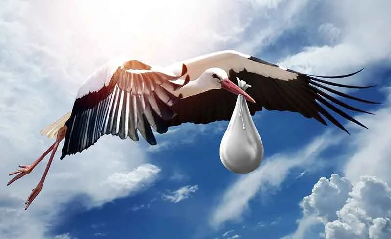 Stork Carrying A Baby