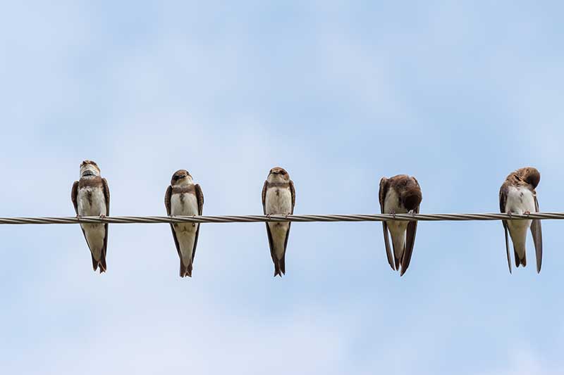 Swallows On A Wire