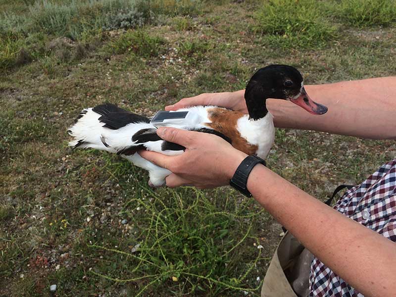 Tagged Shelduck