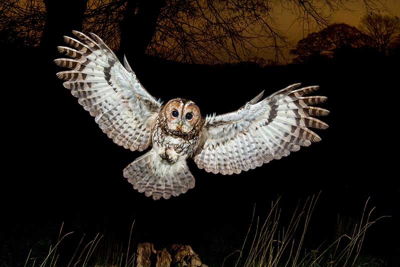Tawny Owl