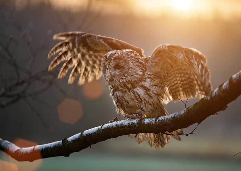 Tawny Owl At Sunset