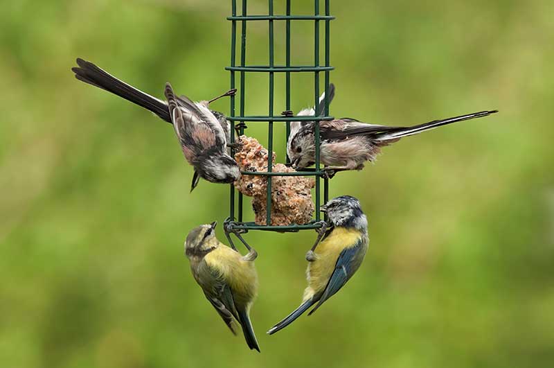 Tits At A Bird Feeder