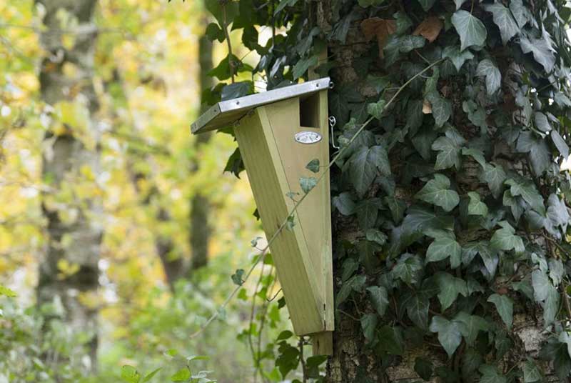 Treecreeper Nest Box
