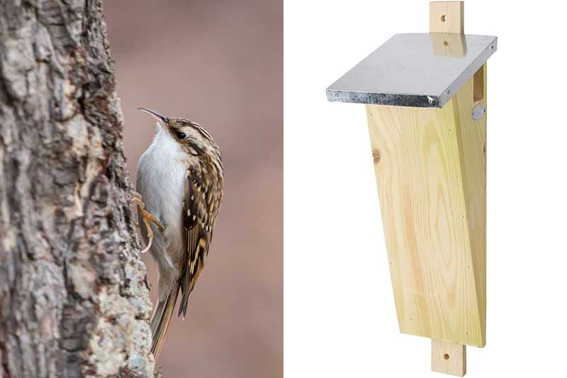 Treecreeper Nest Box