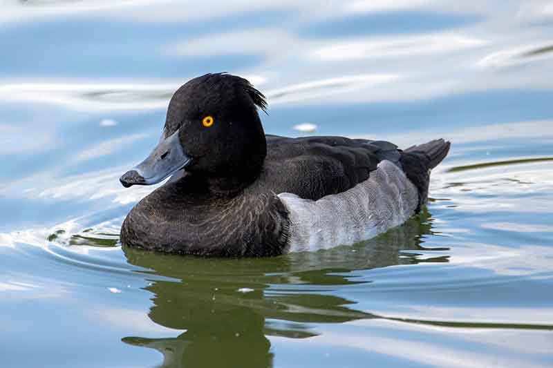 Tufted Duck
