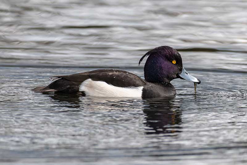 Tufted Duck