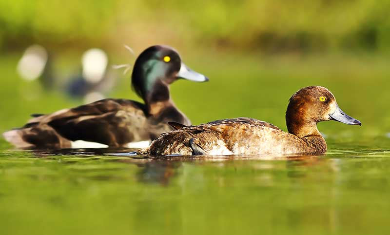 Tufted Duck
