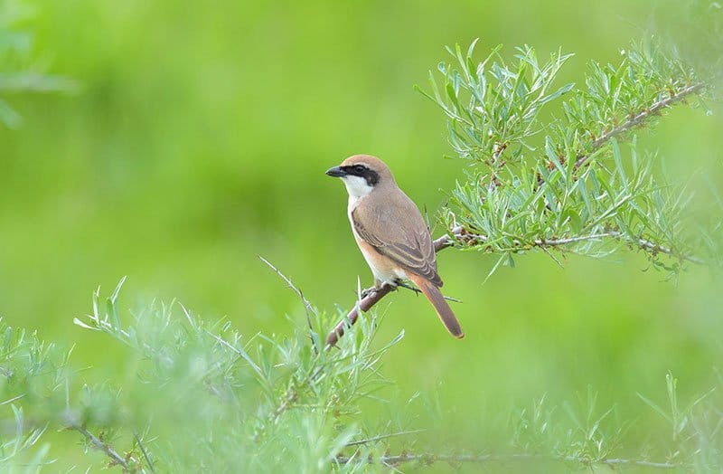 Turkestan Shrike