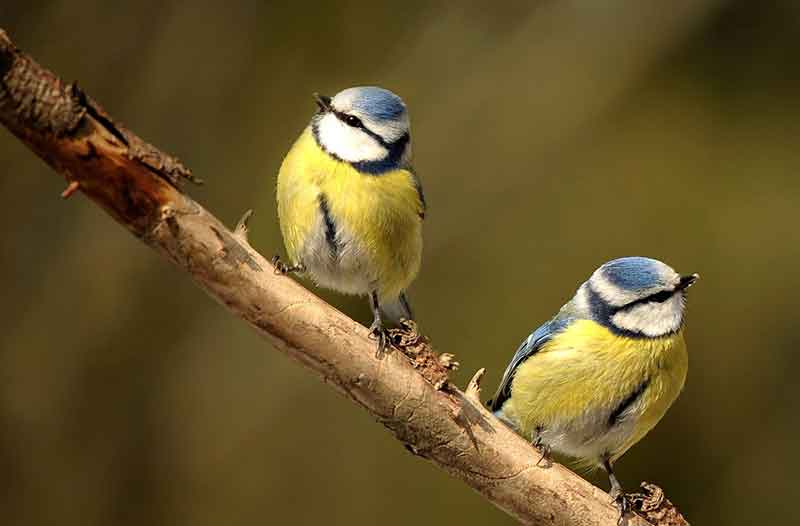 Two Blue Tits