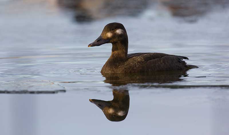 Velvet Scoter