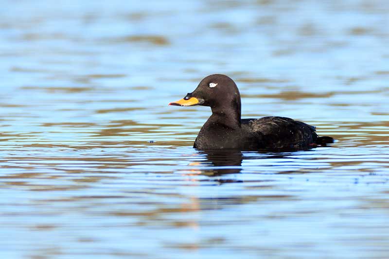 Velvet Scoter