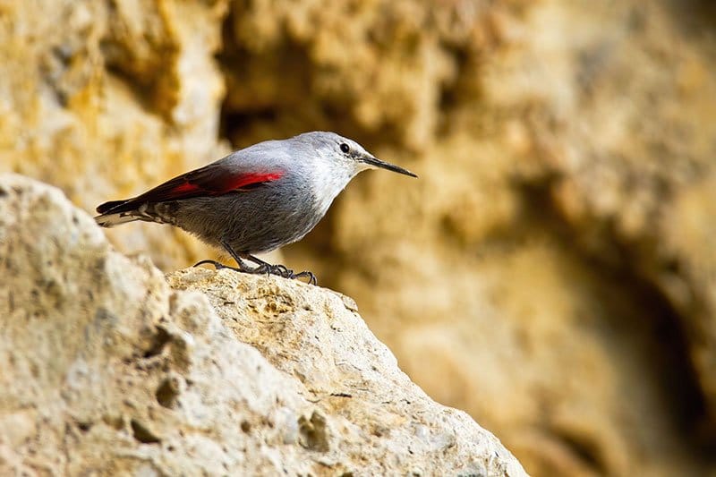 Wallcreeper