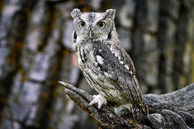 Western Screech Owl