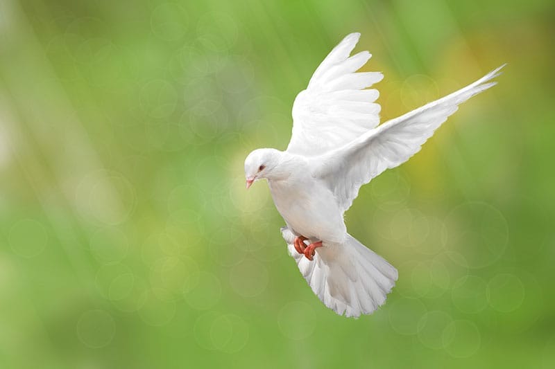 White Dove