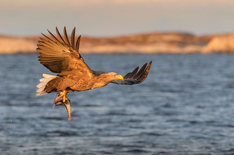 White-Tailed Eagle
