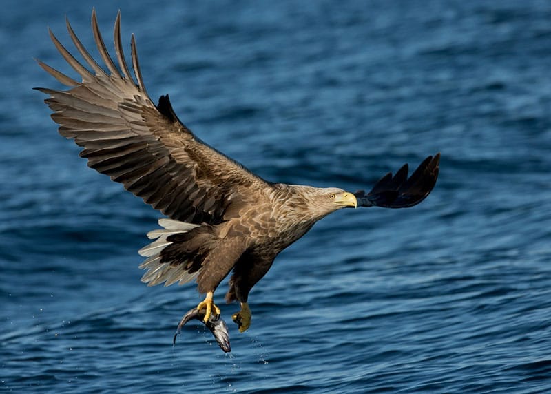 White-Tailed Eagle