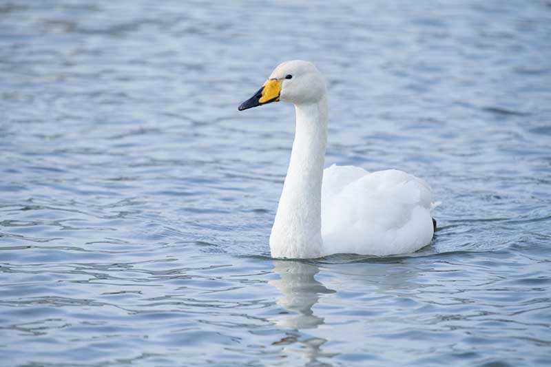 Whooper Swan