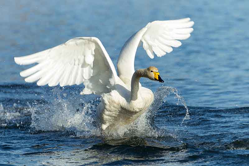 Whooper Swan