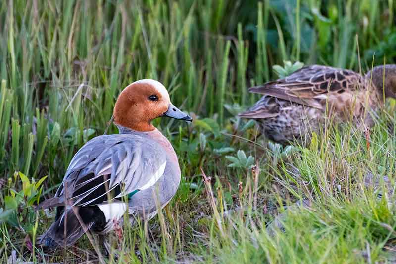 Wigeon