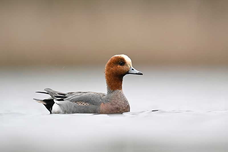 Wigeon