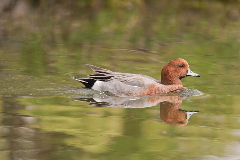 Wigeon