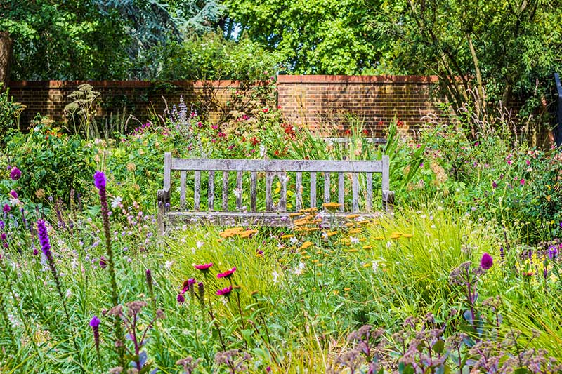 Wildflower Meadow