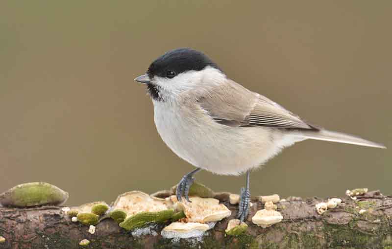 Willow Tit