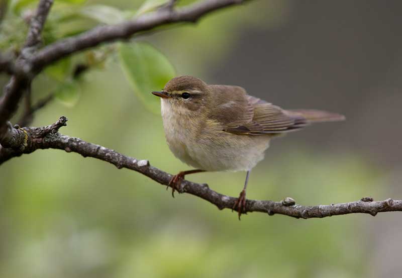 Willow Warbler