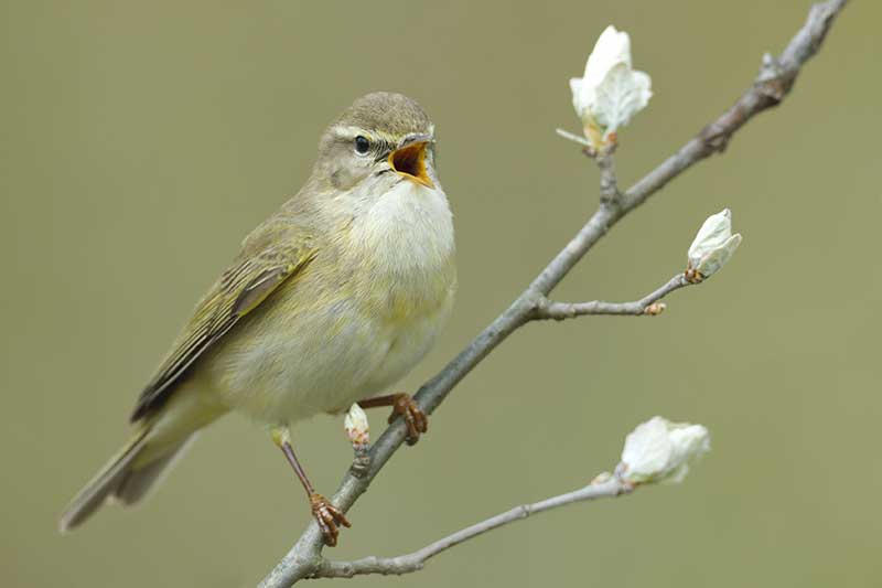 Willow Warbler