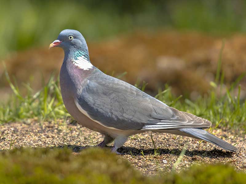 Wood Pigeon