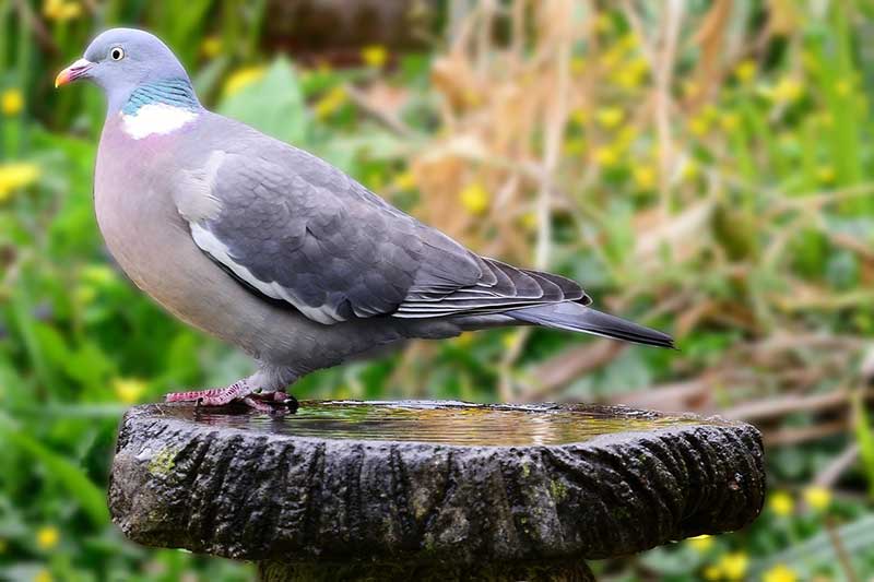 Wood Pigeon Bird Bath