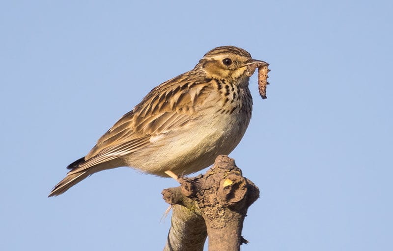 Woodlark