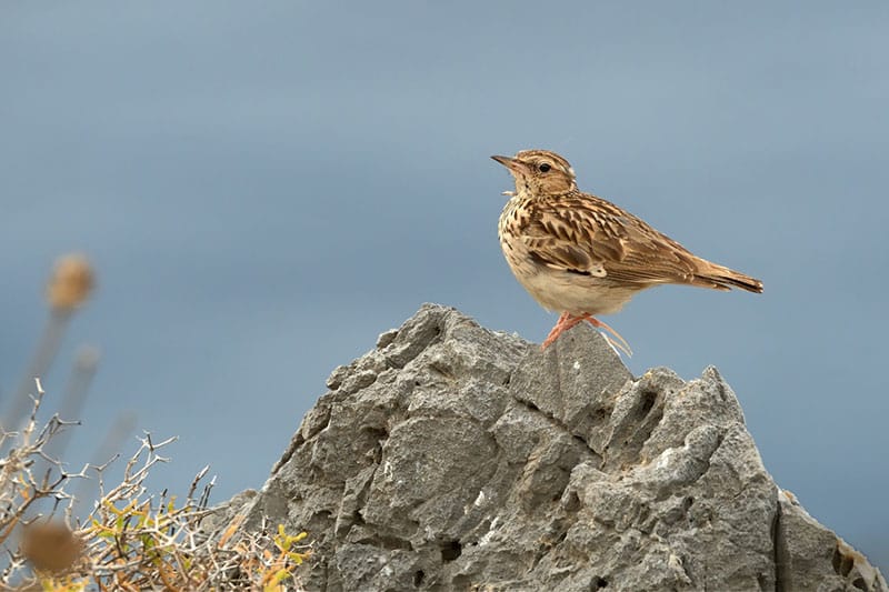Woodlark