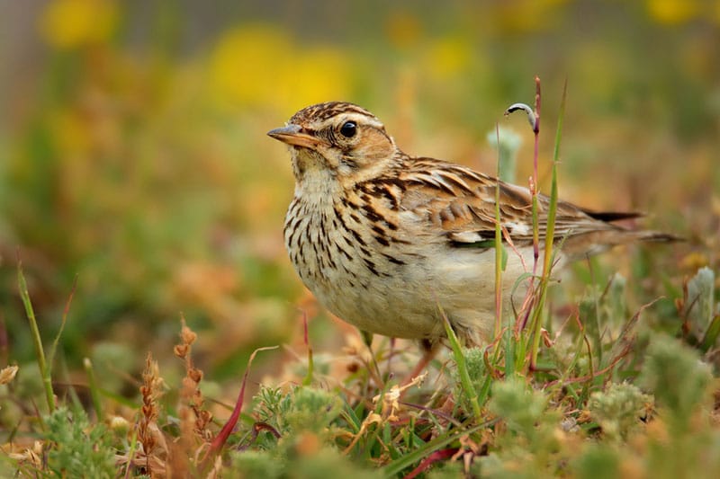 Woodlark
